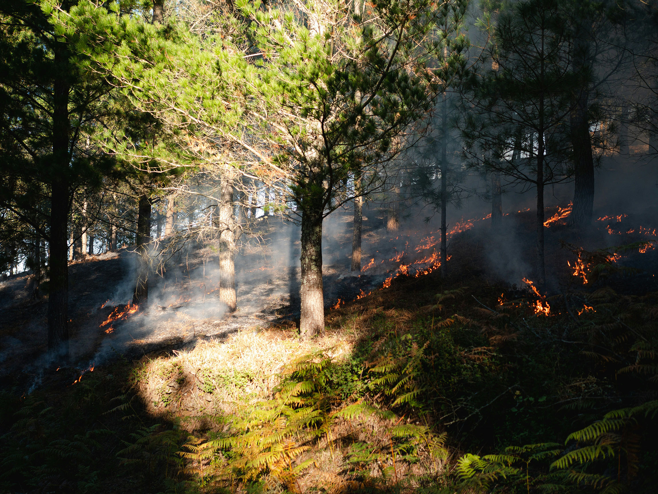 A wildfire spreading through a forest