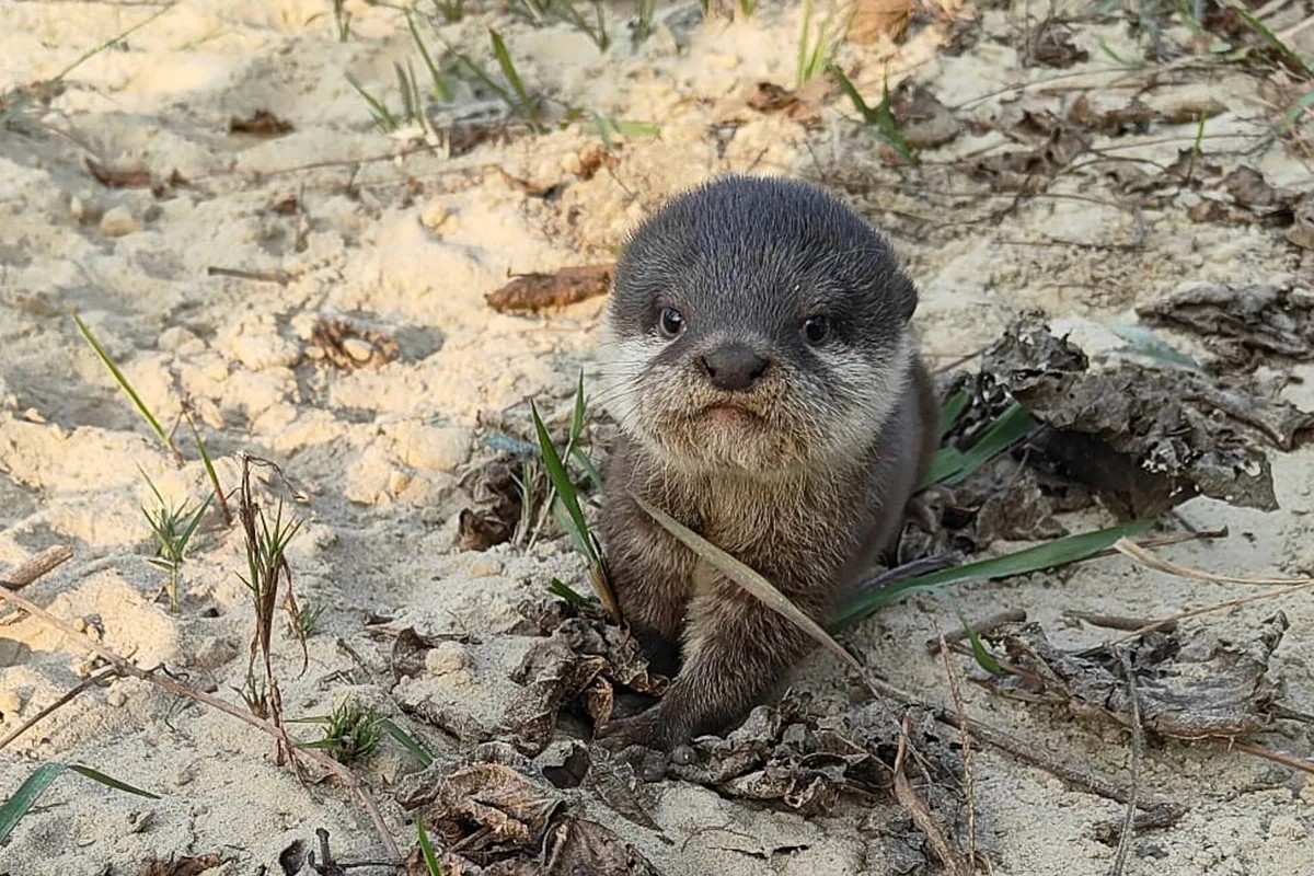 Conservation efforts see world’s tiniest otters return to Nepal after 185 years