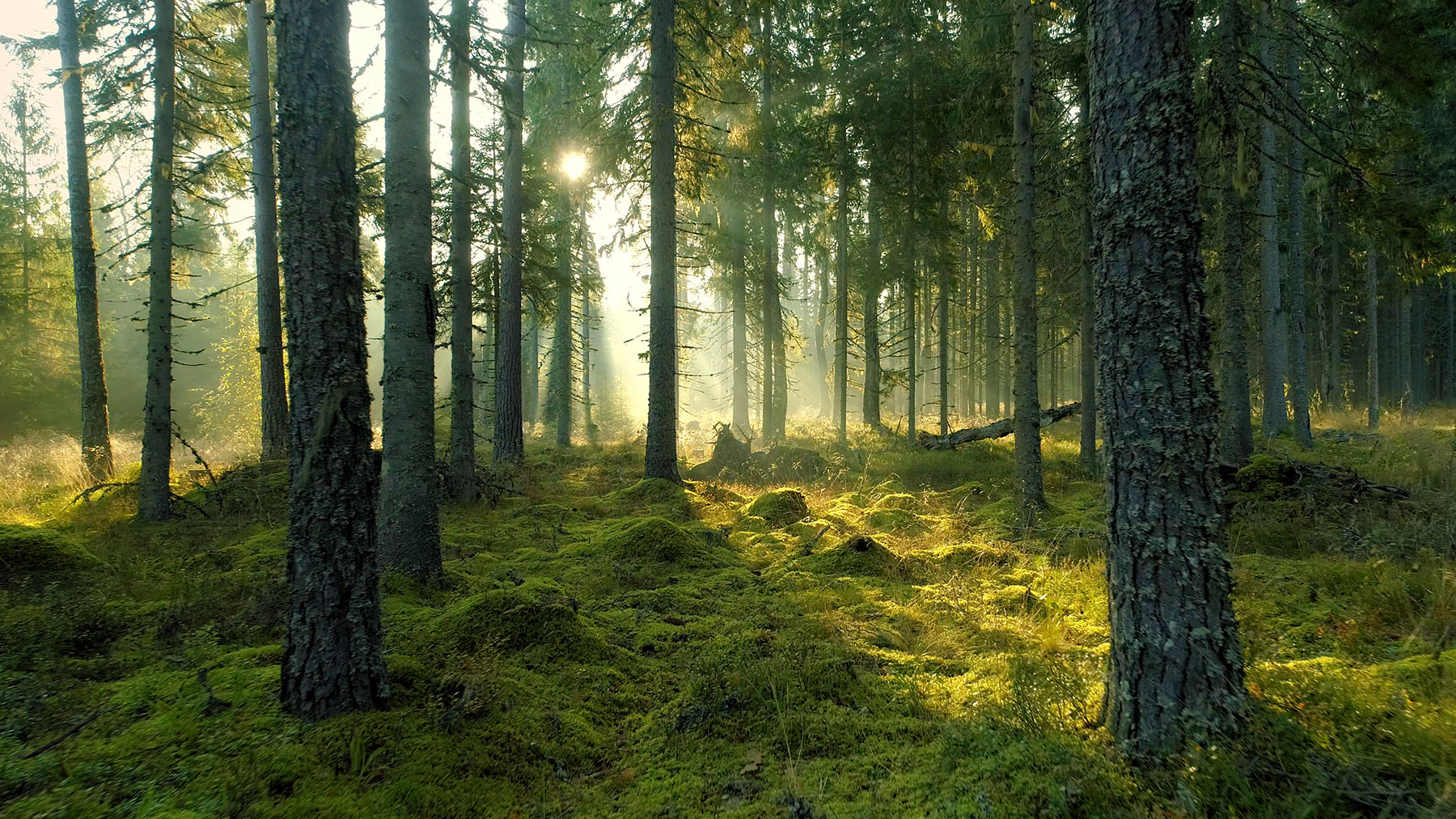 Sunshine coming through a forest