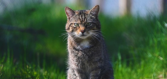 Scottish Wildcats thriving in the Highlands as kittens born in the wild