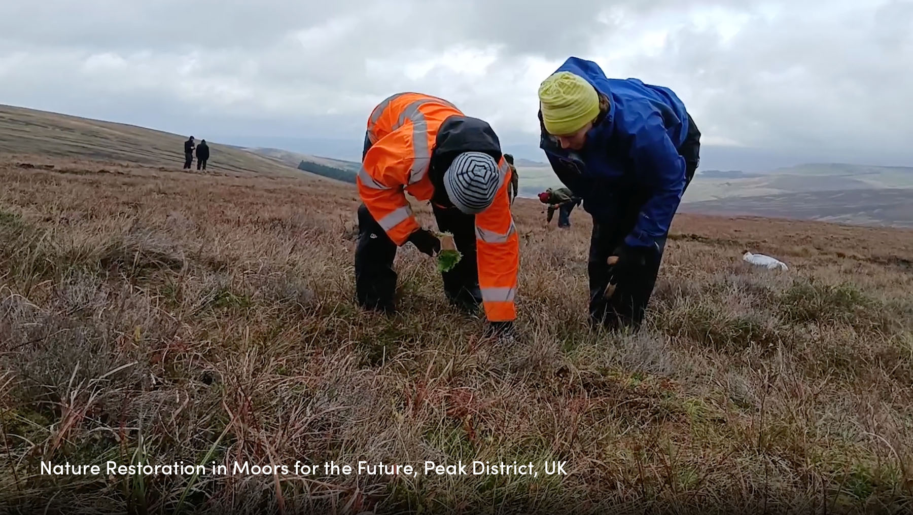 Nature Restoration in Moors for the Future, Peak District UK
