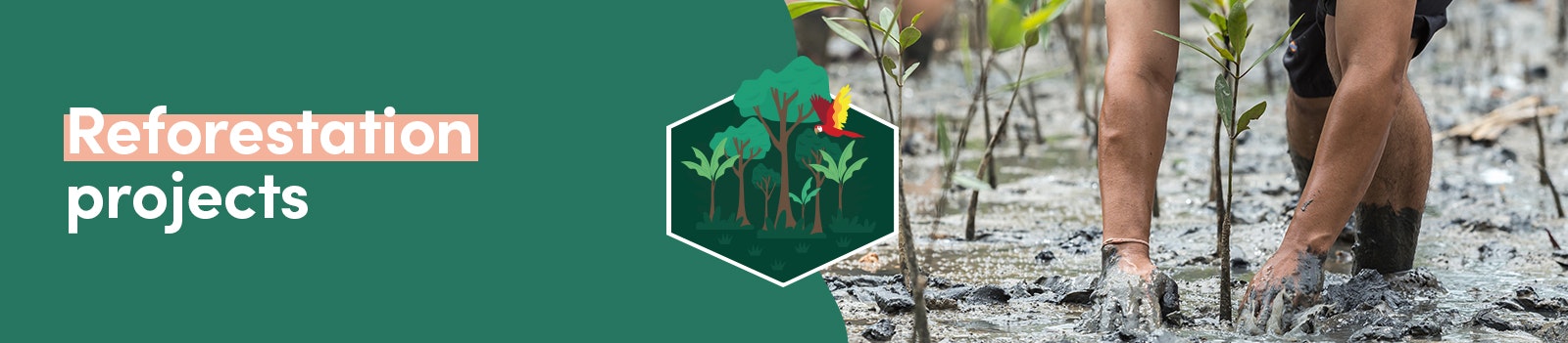 Reforestation projects