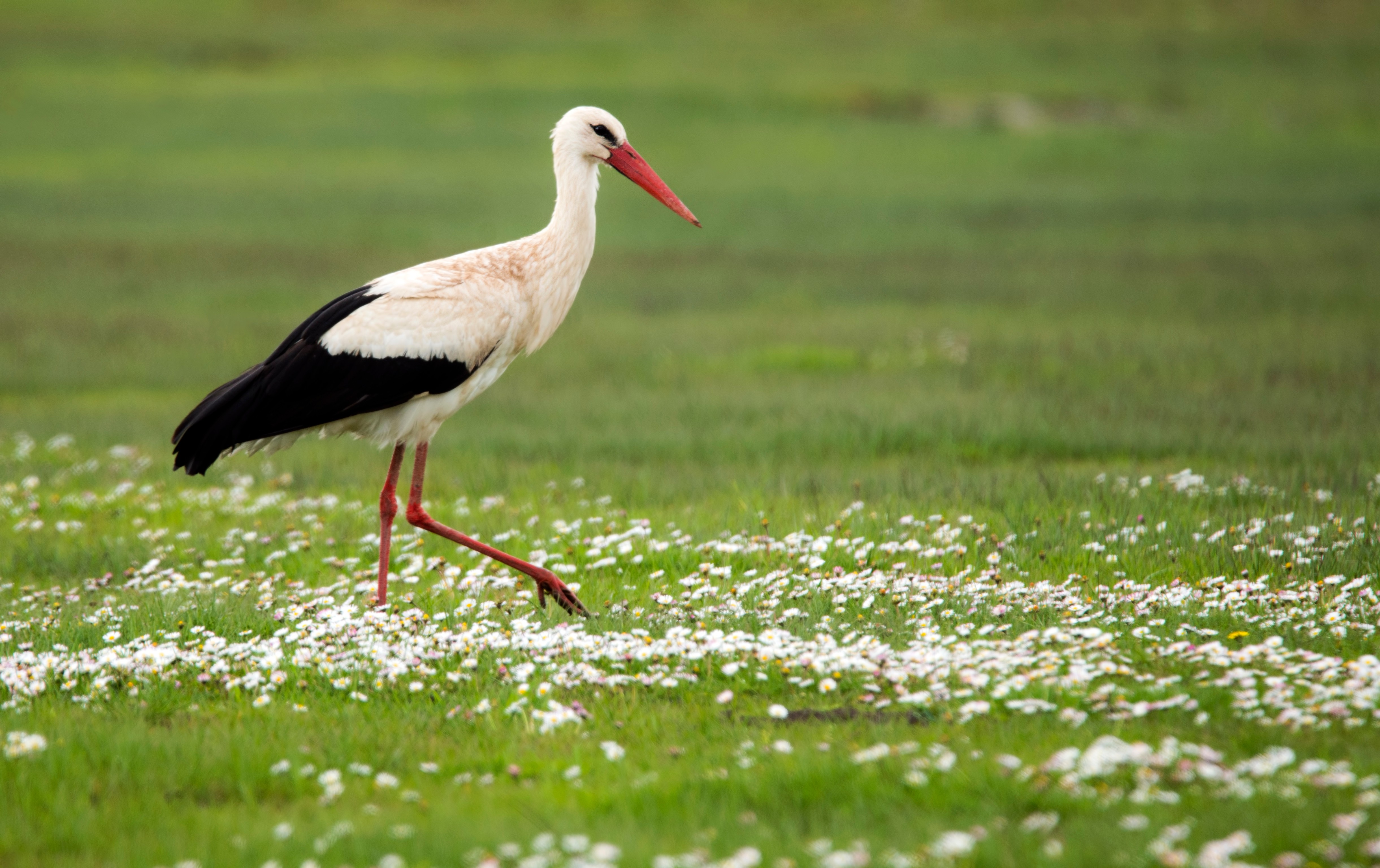 White storks return to London after 600-year absence
