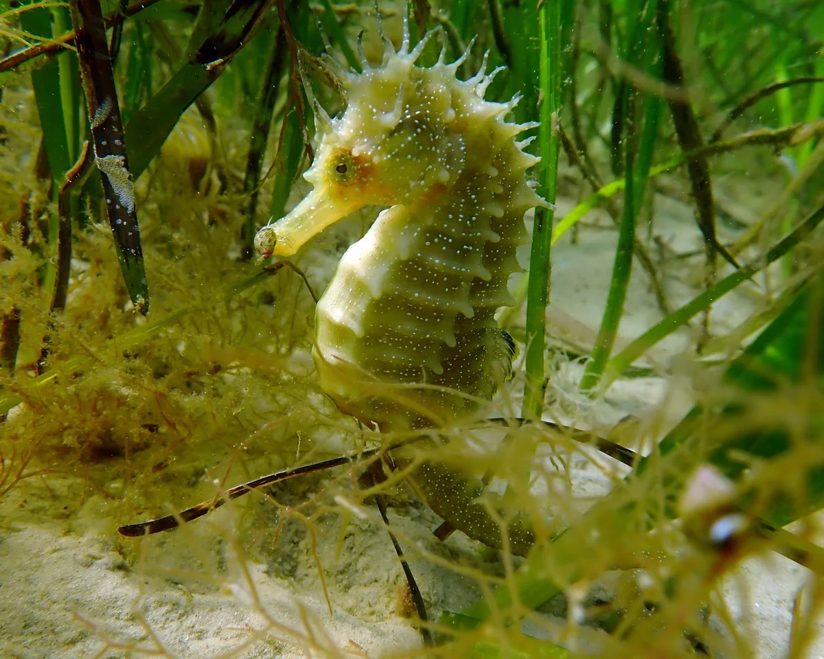Record seahorse numbers signal conservation success in Dorset
