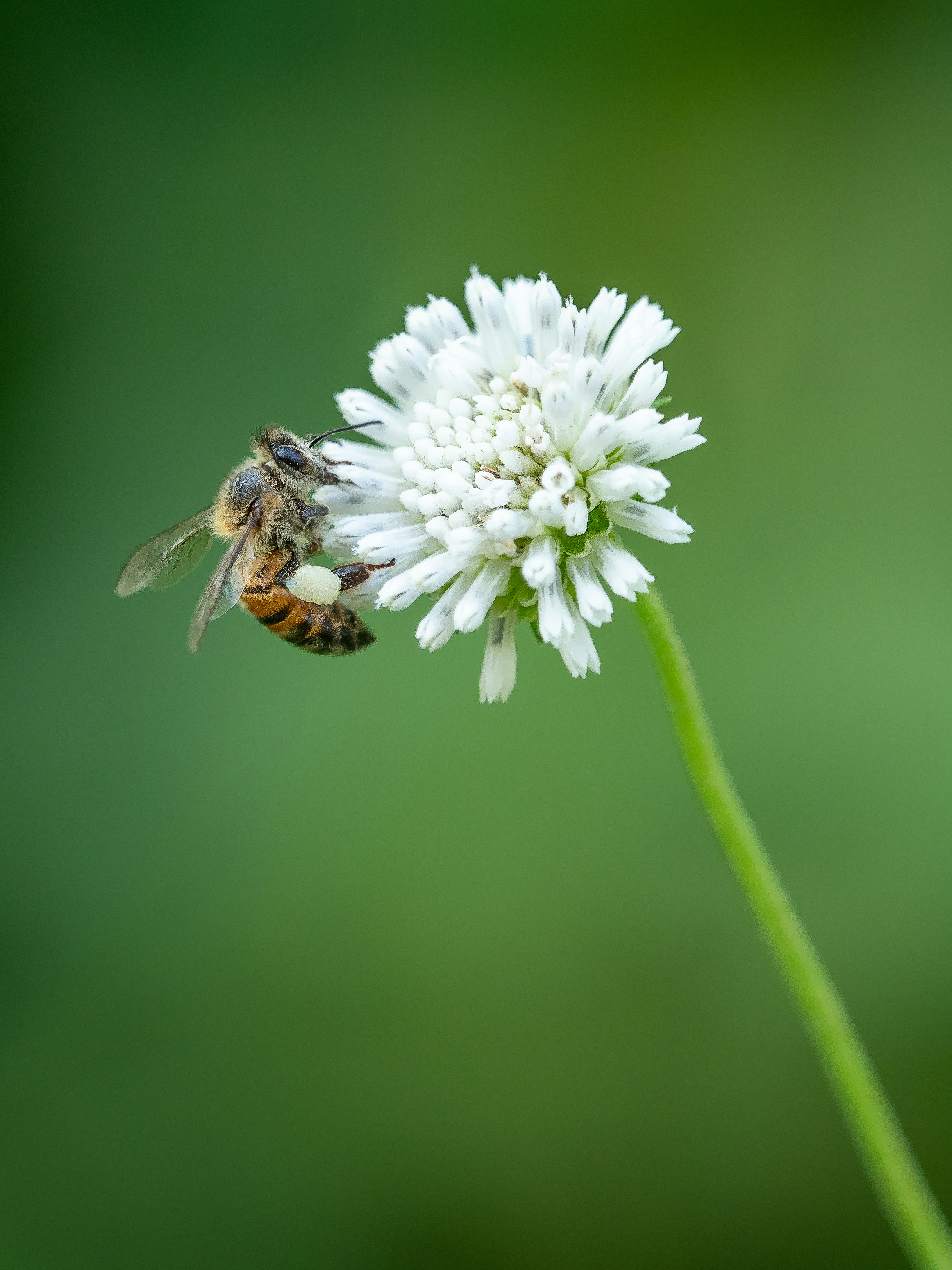 Researchers at the University of Oxford have developed a honeybee "superfood" supplement engineered to provide essential nutrients, particularly sterols, that are often lacking in traditional bee feed. In lab trials, colonies fed this supplement produced up to 15 times more adult bees, offering hope for combating global bee population declines.