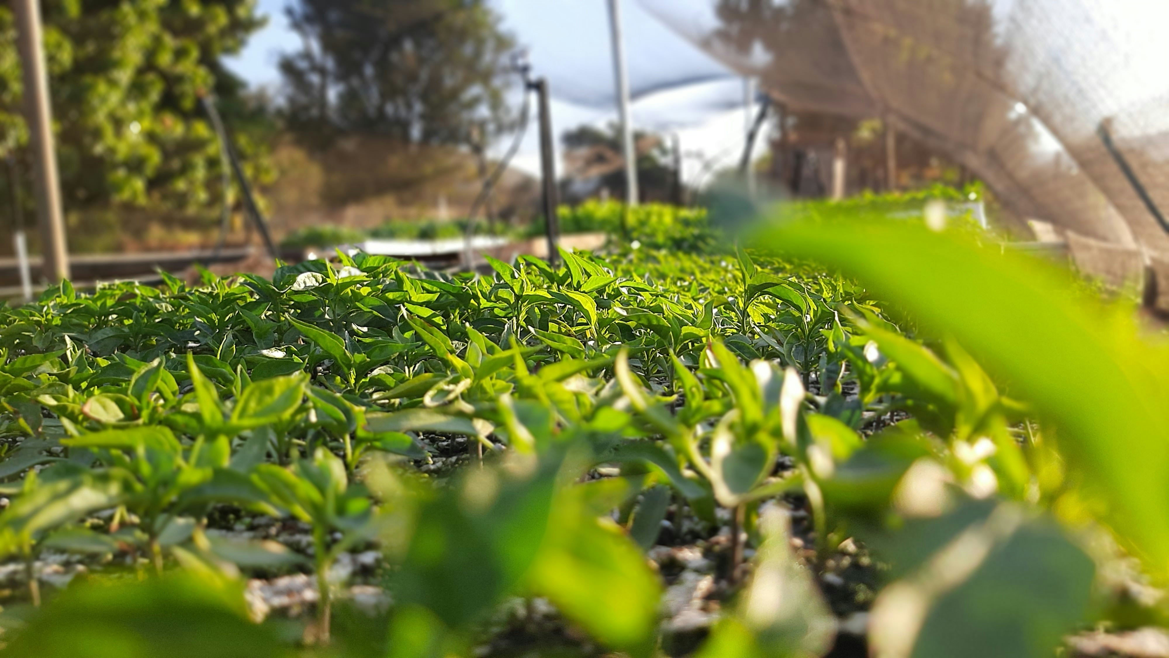 Seedlings in a nursery
