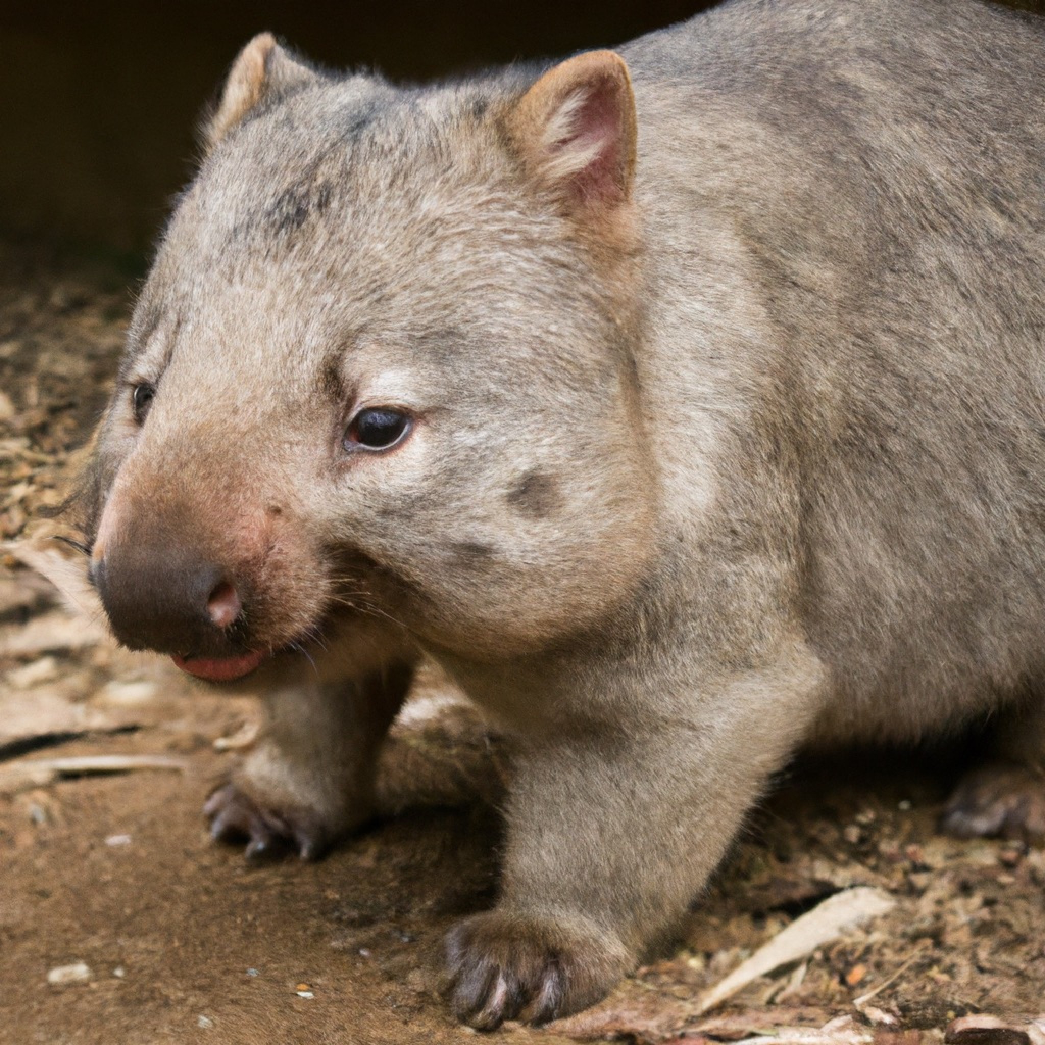 Northern hairy-nosed wombats welcome three joeys in wild population boost