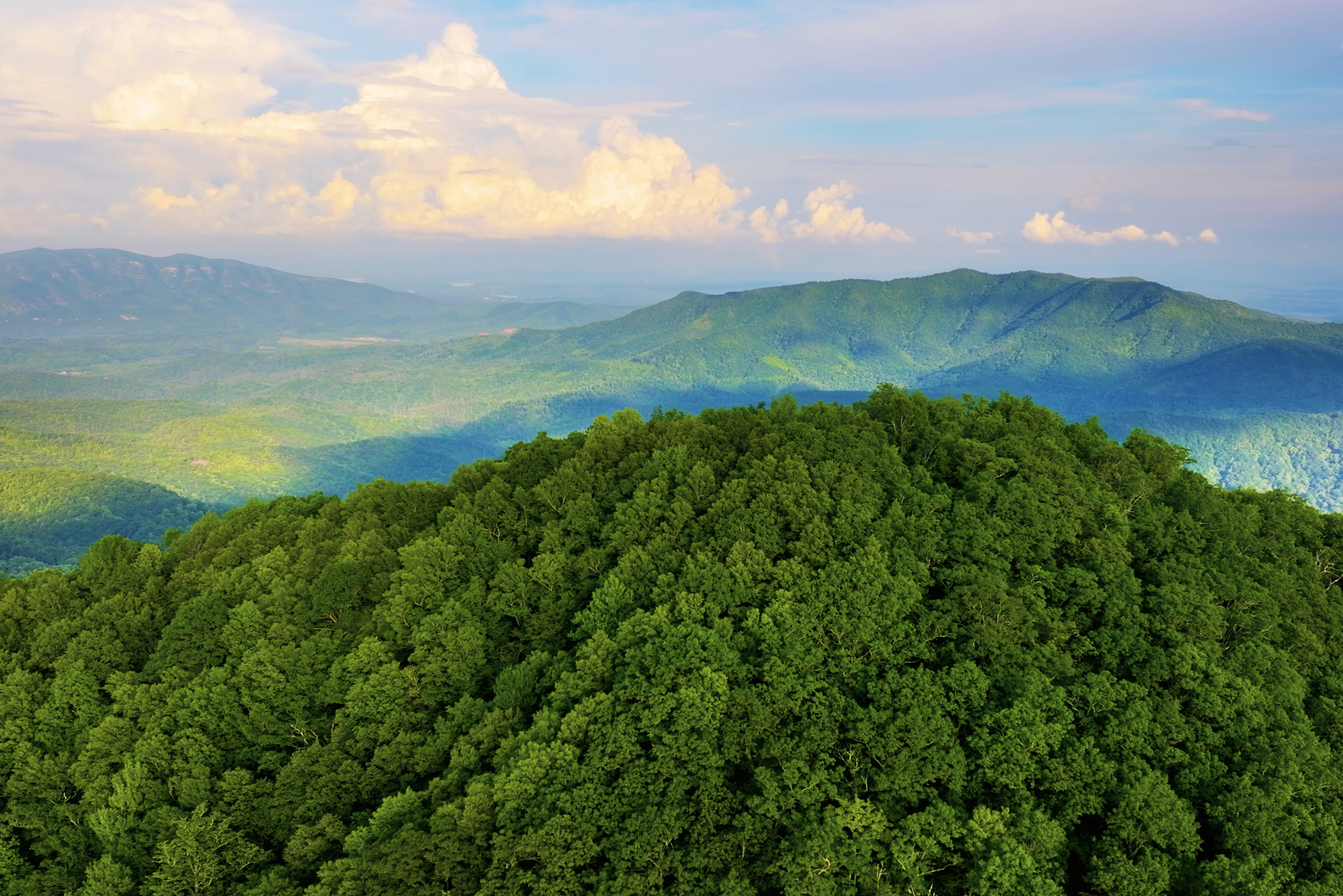 A tree-covered hill