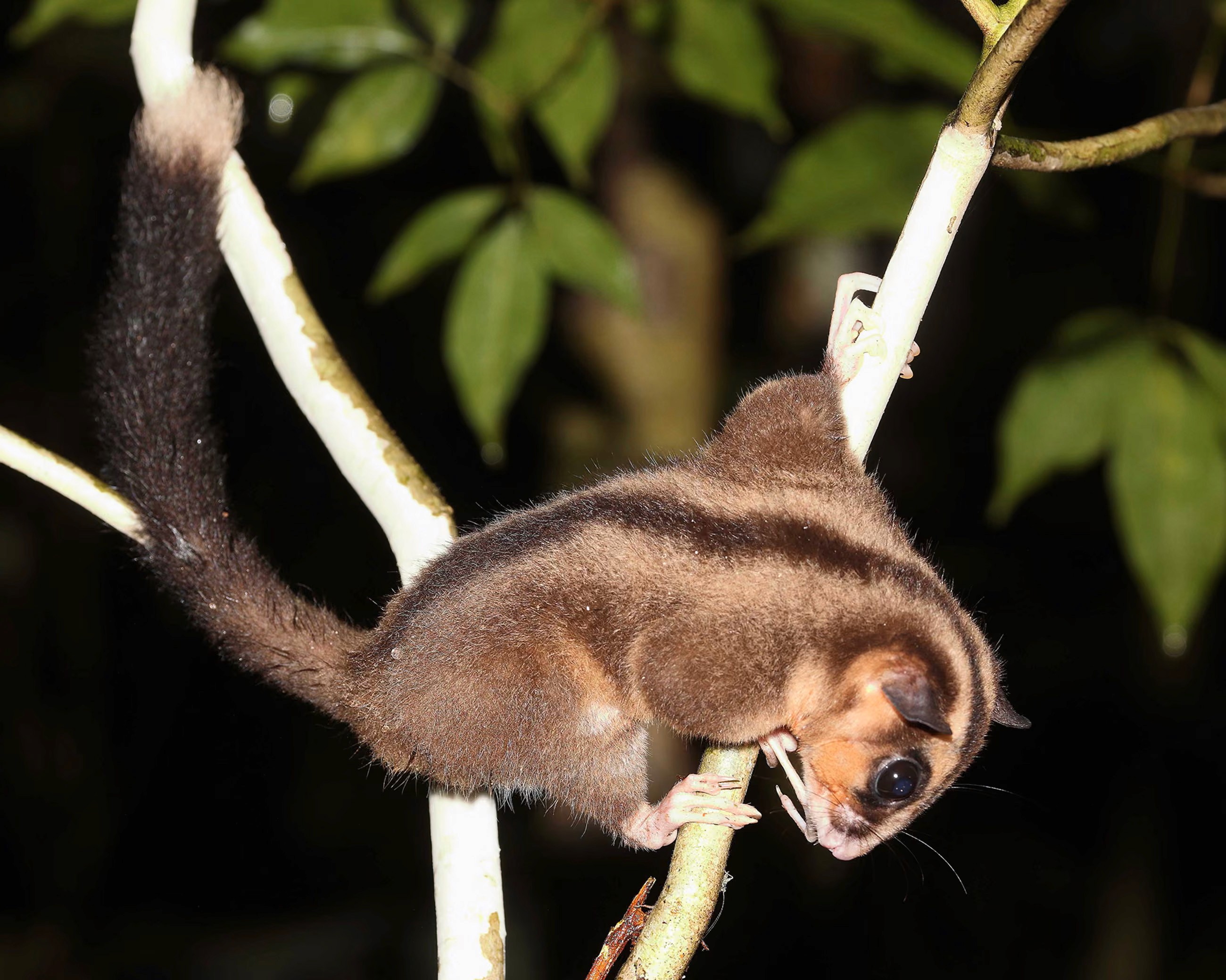 Two "Lazarus" marsupials found alive in Papua after 6,000 years