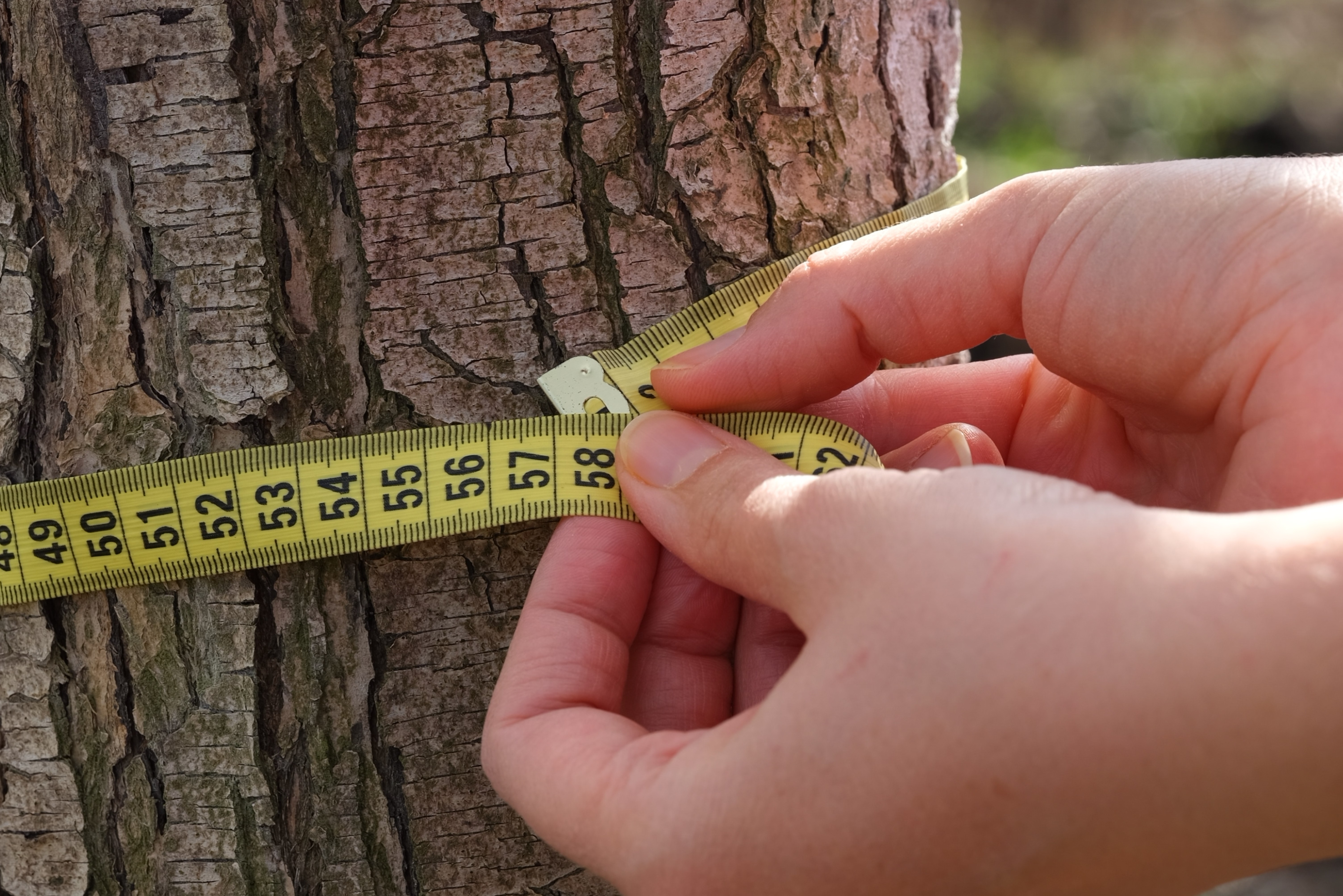 An image of someone measuring a tree
