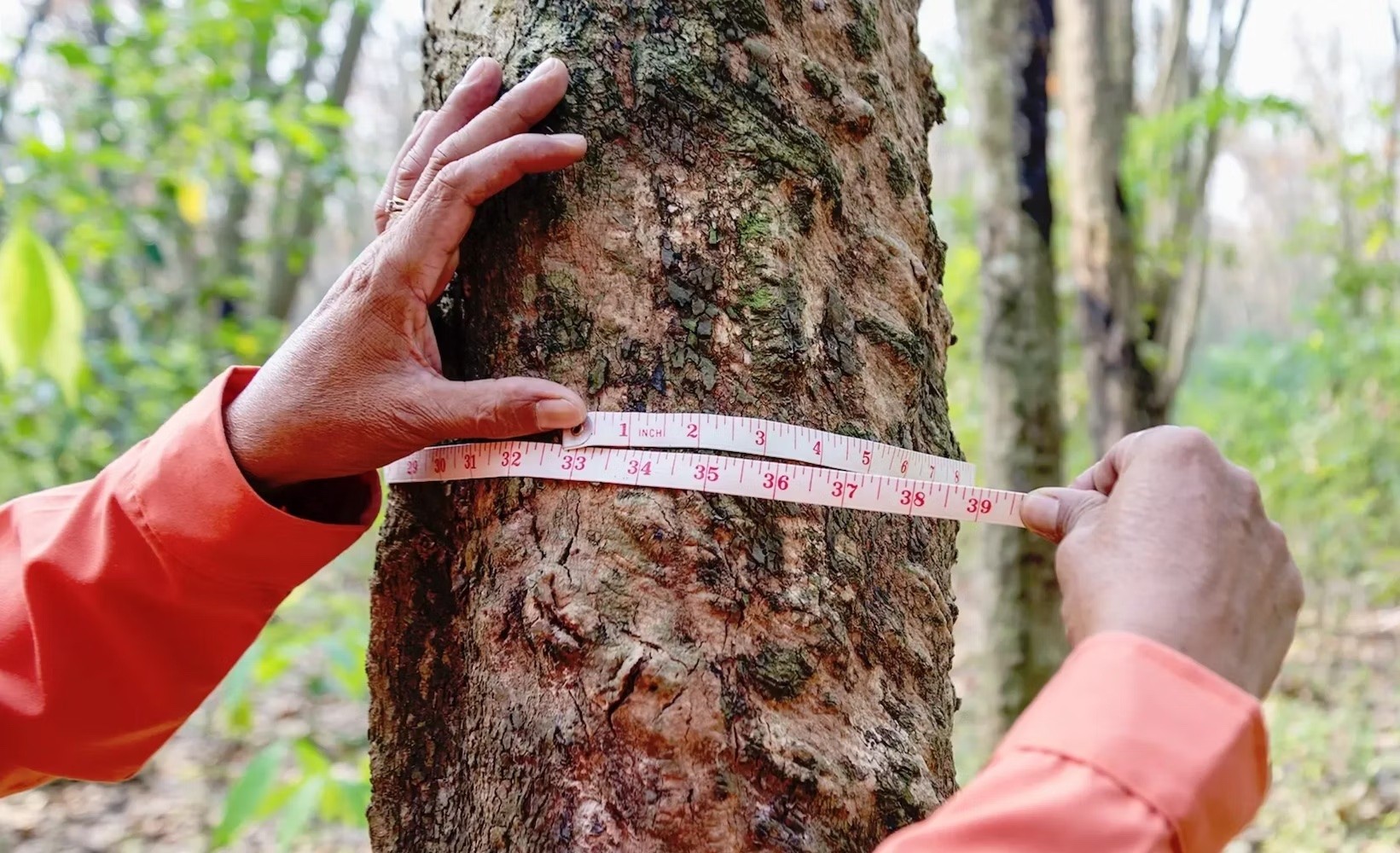 Questions to ask your carbon credit suppliers