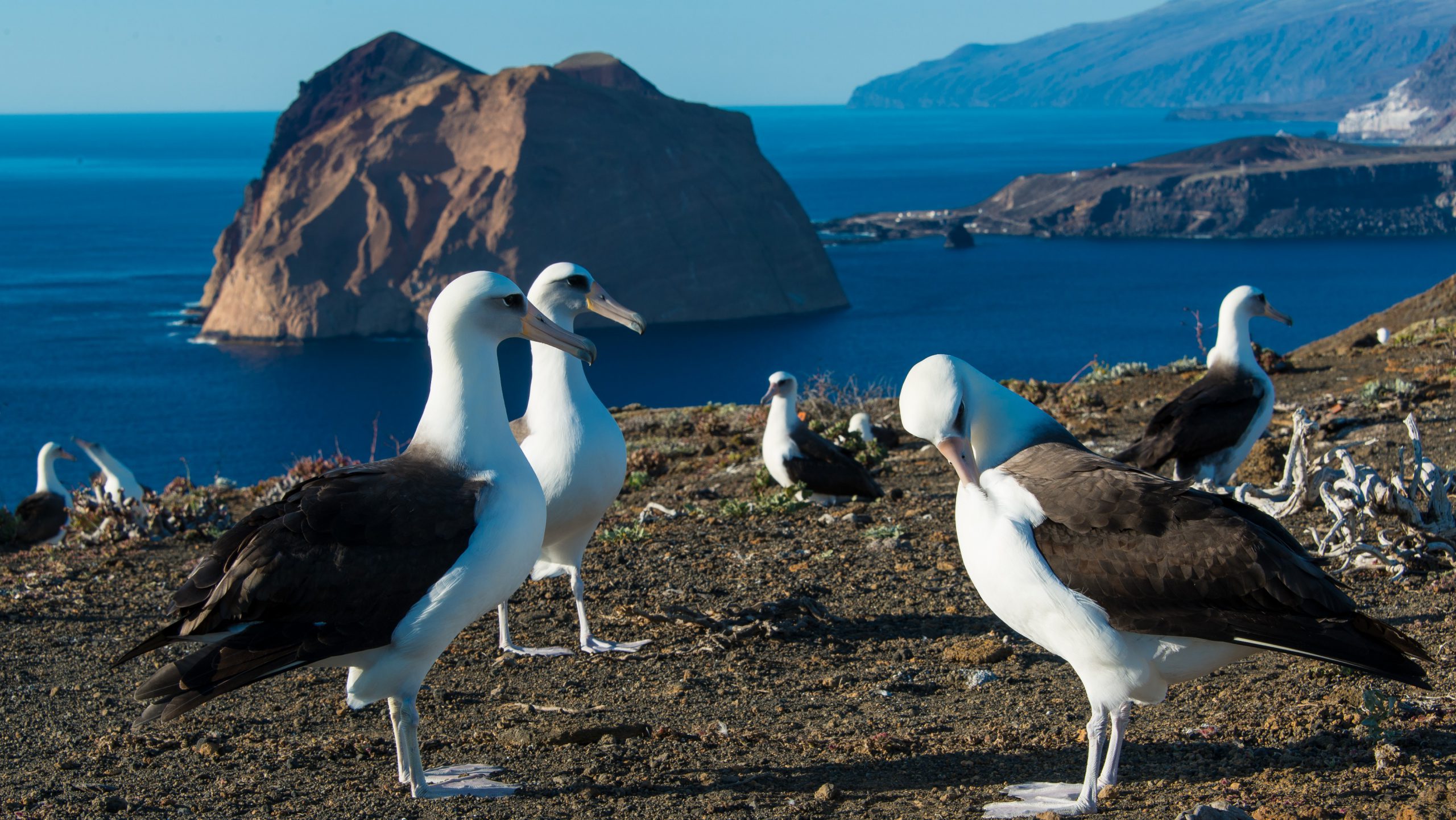 An image of birds