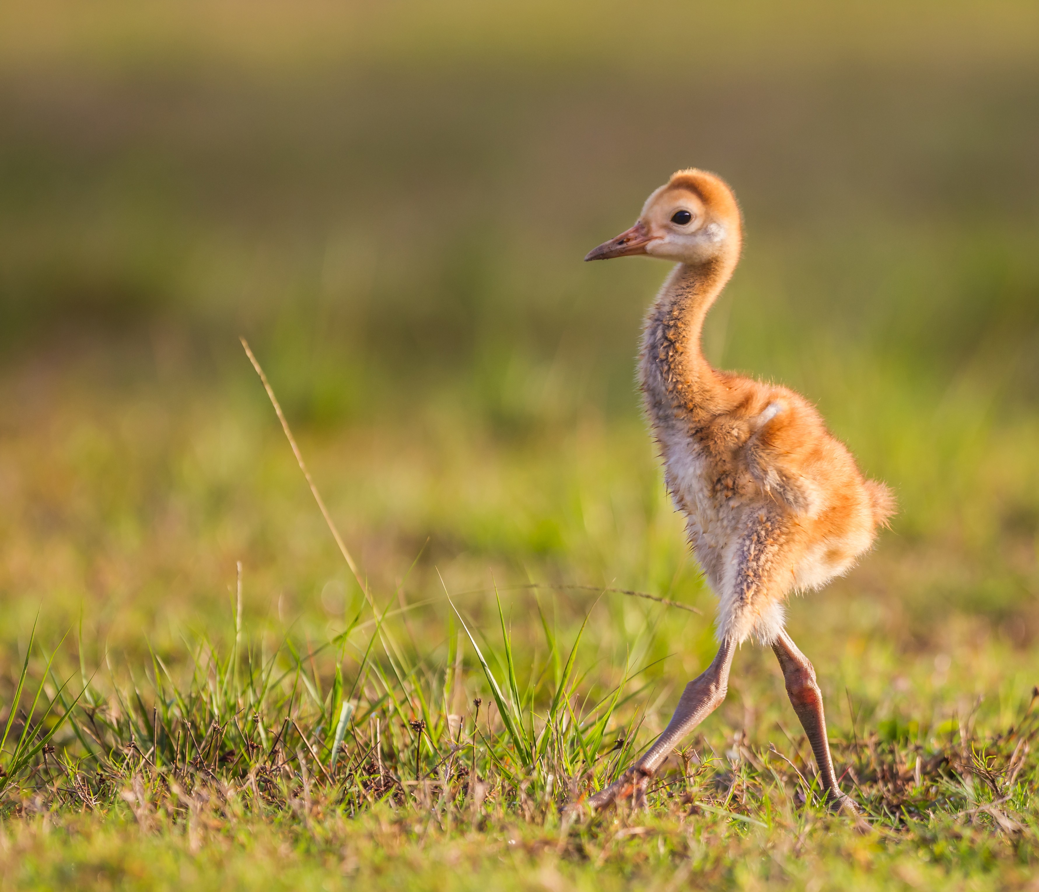 Rare crane chick hatches at UK wetland centre