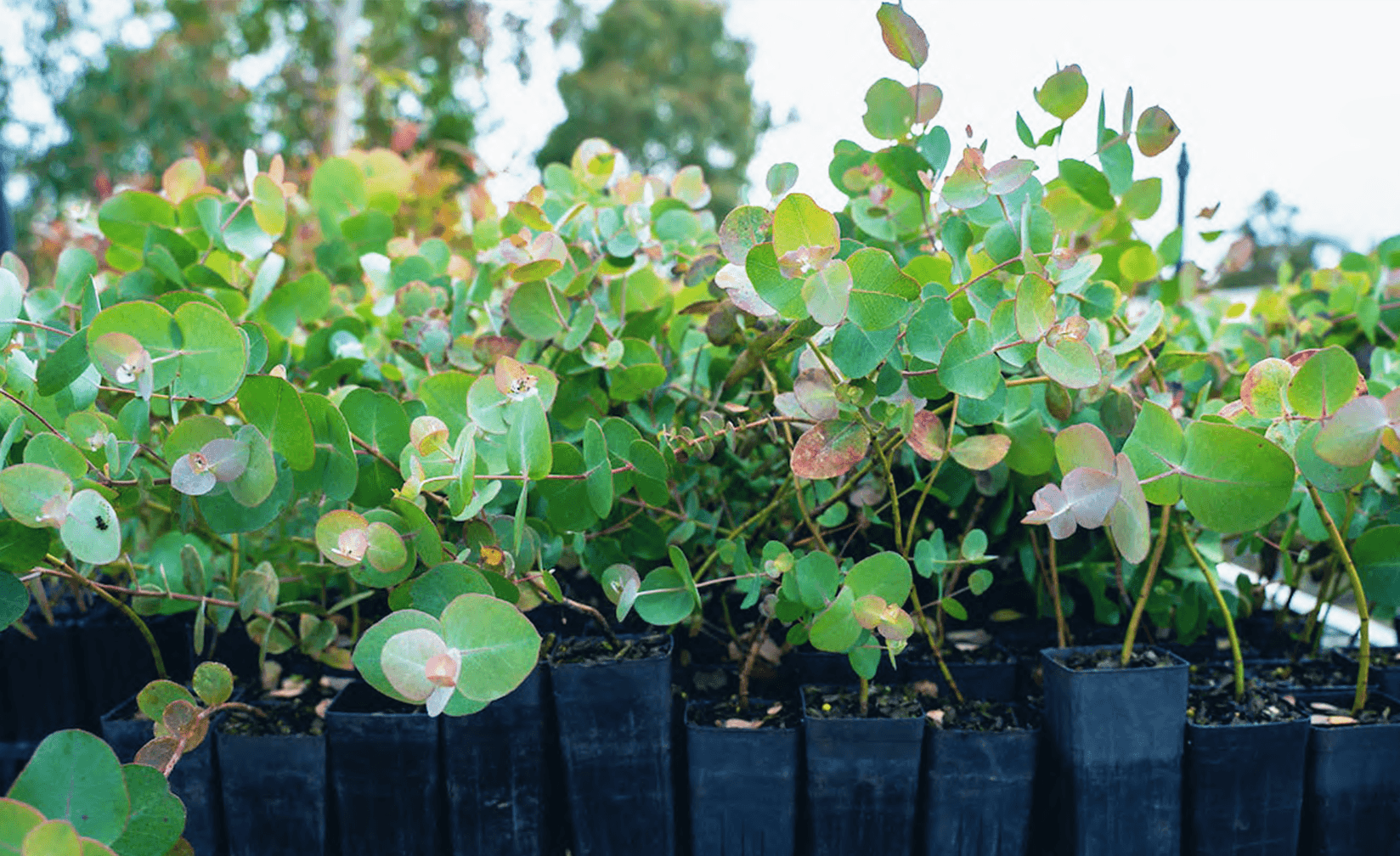 Example Tree planting in Australia project